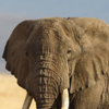 Article image for: African Elephant