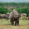Western Black Rhinoceros