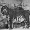 Caspian Tiger