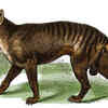 Tasmanian Tiger