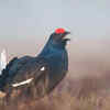 Health Hen