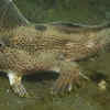 Smooth Handfish