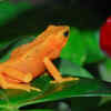 Golden Toad