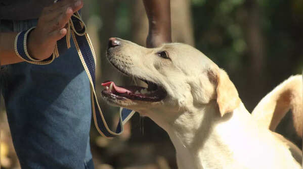 Labs love to people please and so socialisation is essential