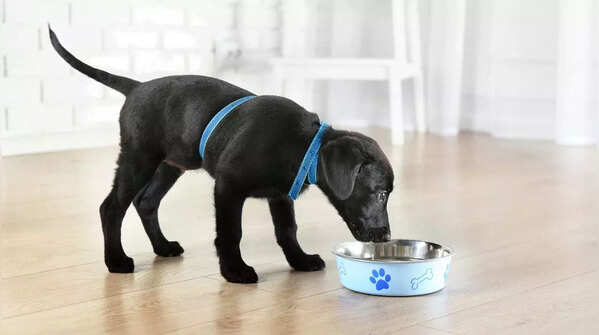 They are prone to obesity