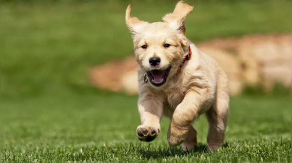 Labrador Retrievers are highly energetic pet dogs