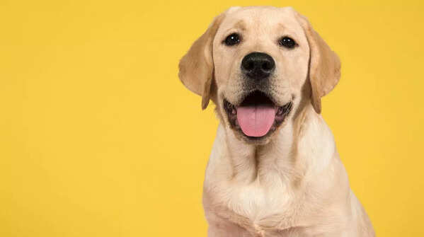 Labrador Retrievers as pets