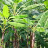 Banana tree 