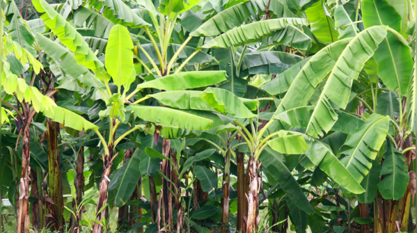 Banana tree