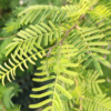 Shami tree 