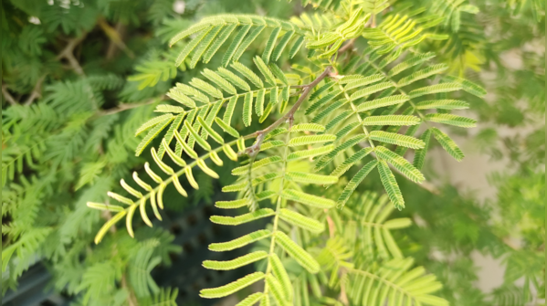Shami tree