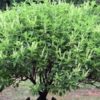 Tulsi plant 