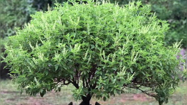 Tulsi plant