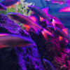 Rainbow and redtail sharks