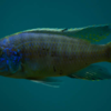 Flagfish 