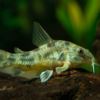 Corydoras catfish