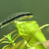 Otocinclus catfish 