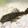 Bristlenose Pleco 