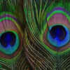 Article image for: 5 benefits of keeping <i class="tbold">peacock feather</i> at home