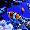 It is actually a global marine concern