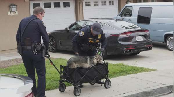 Officers rescue injured dog