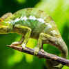 Chameleon