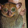 Horsfield’s Tarsier