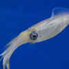 Colossal Squid