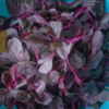 Amaranth