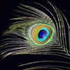 Article image for: Importance of <i class="tbold">peacock feather</i>