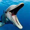 Dolphin