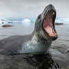 Leopard seal