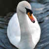Mute swan
