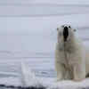 Polar bear