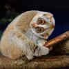 Slow loris