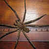 Brazilian wandering spider