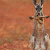Kangaroos