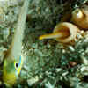 Cone snails