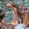Hippopotamus