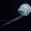 Box jellyfish