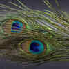 Article image for: Reasons to have a <i class="tbold">peacock feather</i> in your house