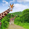 Kruger National Park, South Africa