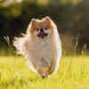  Pomeranian