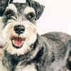 Miniature Schnauzer
