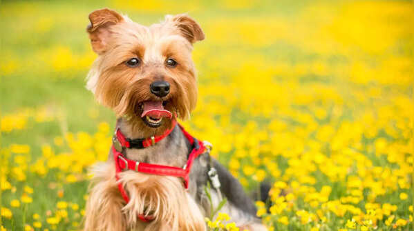 Yorkshire Terrier