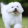 Maltese
