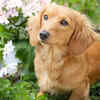 Dachshund