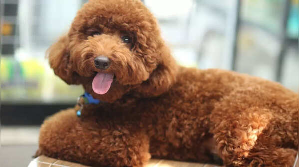 Toy Poodle