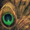 Article image for: <i class="tbold">peacock feather</i>: Vastu tips