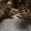 It is nearly invisible in plain sight